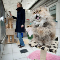 Für alle Felle – Tiere in der Stadt