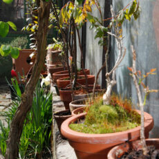 Der große Test: Blumen aus Mainz