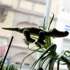 Kneipe des Monats: Krokodil (Neckarstraße 2)