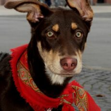 Portrait: Joschi der Bettler