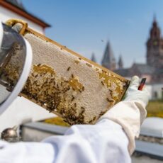 Summ summ: Imker und Bienen in der Stadt