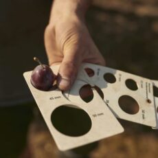 Schwitzende Bauern: Der trockene Sommer in Mainz und seine Folgen